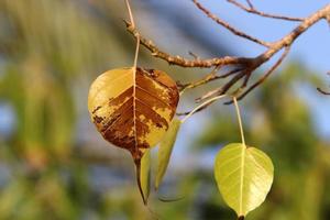 Herbstfarbene Blätter im Stadtpark. foto