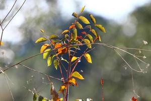 Herbstfarbene Blätter im Stadtpark. foto