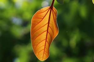 Herbstfarbene Blätter im Stadtpark. foto