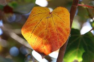 Herbstfarbene Blätter im Stadtpark. foto