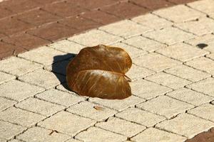 Herbstfarbene Blätter im Stadtpark. foto