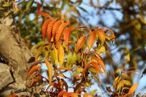 Herbstfarbene Blätter im Stadtpark. foto