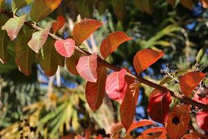 Herbstfarbene Blätter im Stadtpark. foto