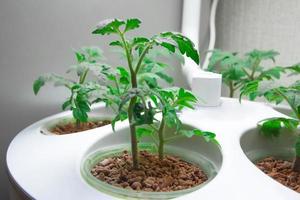 Tomaten drinnen anbauen. aeroponische Pflanze für den Anbau von Pflanzen. Tomaten drinnen. foto