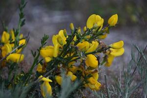 Nahaufnahme von Blütenknospen und Blüten am schottischen Ginsterstrauch foto