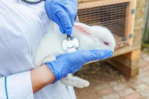 tierärztin mit stethoskop, das kaninchen auf ranchhintergrund hält und untersucht, nah oben. Hase in tierärztlichen Händen zur Untersuchung in einer natürlichen Öko-Farm. Tierpflege und ökologisches Landwirtschaftskonzept. foto