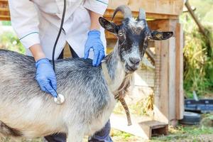 junge tierärztin mit stethoskop, die ziege auf ranchhintergrund hält und untersucht. junge ziege mit tierarzthänden zur untersuchung in einer natürlichen ökofarm. Tierpflege und ökologisches Landwirtschaftskonzept. foto