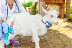 junge tierärztin mit spritze, die ziegenkind auf ranchhintergrund hält und injiziert. Junger Ziegenbock mit Tierarzt übergibt Impfung in natürlicher Öko-Farm. Tierpflege und ökologisches Landwirtschaftskonzept foto