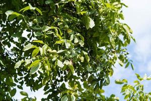 Früchte eines Walnussbaums juglans regia foto