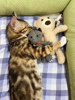 Babykatze schläft. Ingwerkätzchen auf Couch unter gestrickter Decke. Zwei Katzen kuscheln und umarmen sich. Haustier. Schlaf und gemütliche Nickerchenzeit. Haustier. junge Kätzchen. süße lustige katzen zu hause. foto