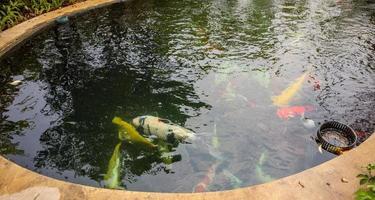 Bunte ausgefallene Karpfen Koi-Fische im Gartenteich foto