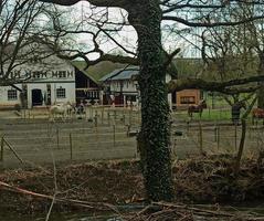 Reiterhof im Freiland in Deutschland. freies Weiden von Pferden foto