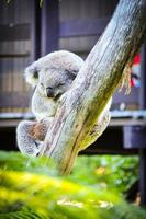 süßer koalabär, der auf dem baum im sydney zoo schläft. foto