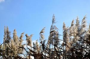 gelbes, flauschiges Schilf foto