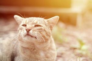 Trauriges Schnauzenporträt einer grau gestreiften Tabby-Katze mit grünen Augen, selektiver Fokus foto