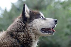 Arctic Malamute mit blauen Augen Schnauze Porträt Nahaufnahme. Dies ist ein ziemlich großer einheimischer Hundetyp foto