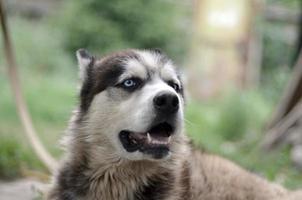 Arctic Malamute mit blauen Augen Schnauze Porträt Nahaufnahme. Dies ist ein ziemlich großer einheimischer Hundetyp foto