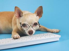 brauner Chihuahua-Hund mit kurzen Haaren, der eine Brille trägt, auf der Computertastatur tippt und in die Kamera schaut. isoliert auf blauem Hintergrund. foto