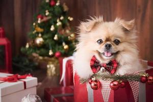 niedliche hundewelpen pomeranian tragen in geschenkbox auf frohe weihnachten und frohes neues jahr dekoration zum feiern foto