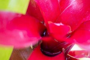 Stehendes Wasser in roter Blattpflanze im Garten foto