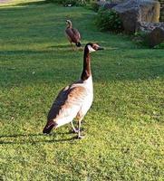 wilde graue Gänse laufen im Stadtpark foto