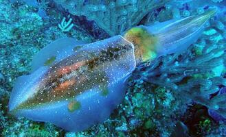 die schönen fische im aquariumhintergrund foto