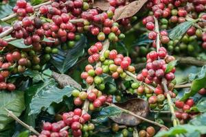 Der Kaffeebaum ist eine Gattung blühender Pflanzen, deren Samen, sogenannte Kaffeebohnen, zur Herstellung verschiedener Kaffeegetränke und -produkte verwendet werden. foto