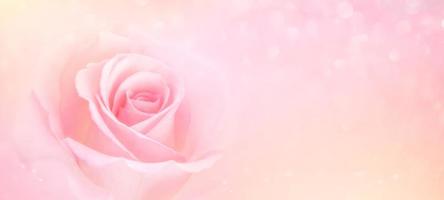 rosa Rosenblüten mit verschwommenem pastellfarbenem Hintergrund für Liebeshochzeit und Valentinstag foto