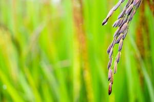 Reisbeerpflanze im grünen Bio-Reisfeld foto