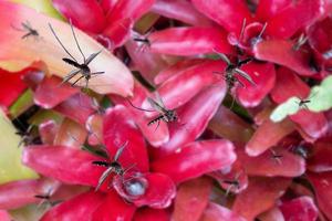 Viele Mücken fliegen über stehendes Wasser in Blattpflanzen im Garten foto