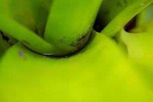 stehendes Wasser in grüner Blattpflanze im Garten foto