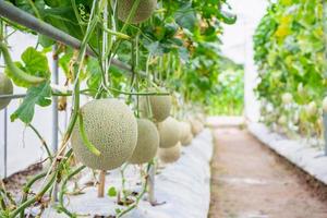 frische grüne japanische Cantaloupe-Melonen-Pflanzen, die im Bio-Gewächshausgarten wachsen foto