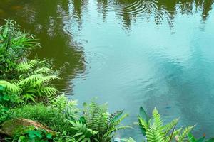 Gartenteich im Hinterhof mit grüner Pflanze foto