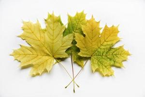 Gelbe und grüne Ahornblätter auf einer weißen Hintergrundnahaufnahme. herbarblätter. schöne Ahornblätter im Herbst. foto