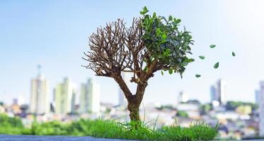 Bonsai-Baum verliert Blätter foto