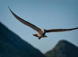 Adler fliegt in den Himmel foto