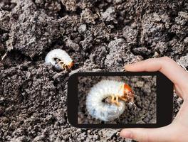 mann, der foto der weißen grube des maikäfers macht