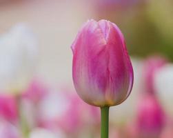Nahaufnahme einer rosa Tulpe foto