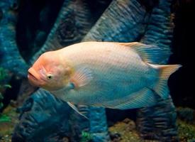 Meeresfische in einem großen Aquarium aus Algen und Fischen anderer Arten foto