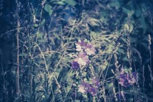 lila Blumen im Gras gefiltert foto