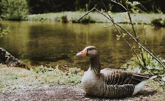 Ente in der Nähe von Gewässern foto