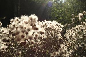 trockene blumenwaldlandschaft. Trockenblumenfeld, Wiese. sinnlicher zarter beiger hintergrund zarte trockene ästhetische blume im wald foto