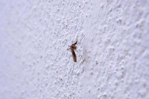 Mücke auf weißem Wandhintergrund foto