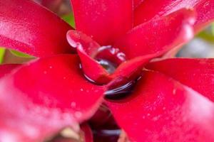 Stehendes Wasser in roter Blattpflanze im Garten foto