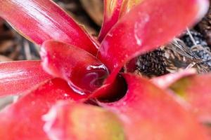 Stehendes Wasser in roter Blattpflanze im Garten foto