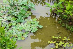 Seerose oder Lotusblüte im Gartenteich foto