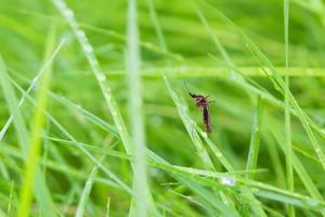 Moskito auf grünem Grasblatt aus nächster Nähe foto