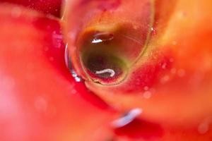 Stehendes Wasser in roter Blattpflanze im Garten foto