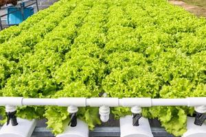 frische Bio-Salatpflanze aus grüner Eiche in Hydroponik-Gemüsefarmsystem foto