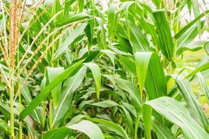 maispflanze mit grünem blattwachstum auf dem landwirtschaftsgebiet im freien foto